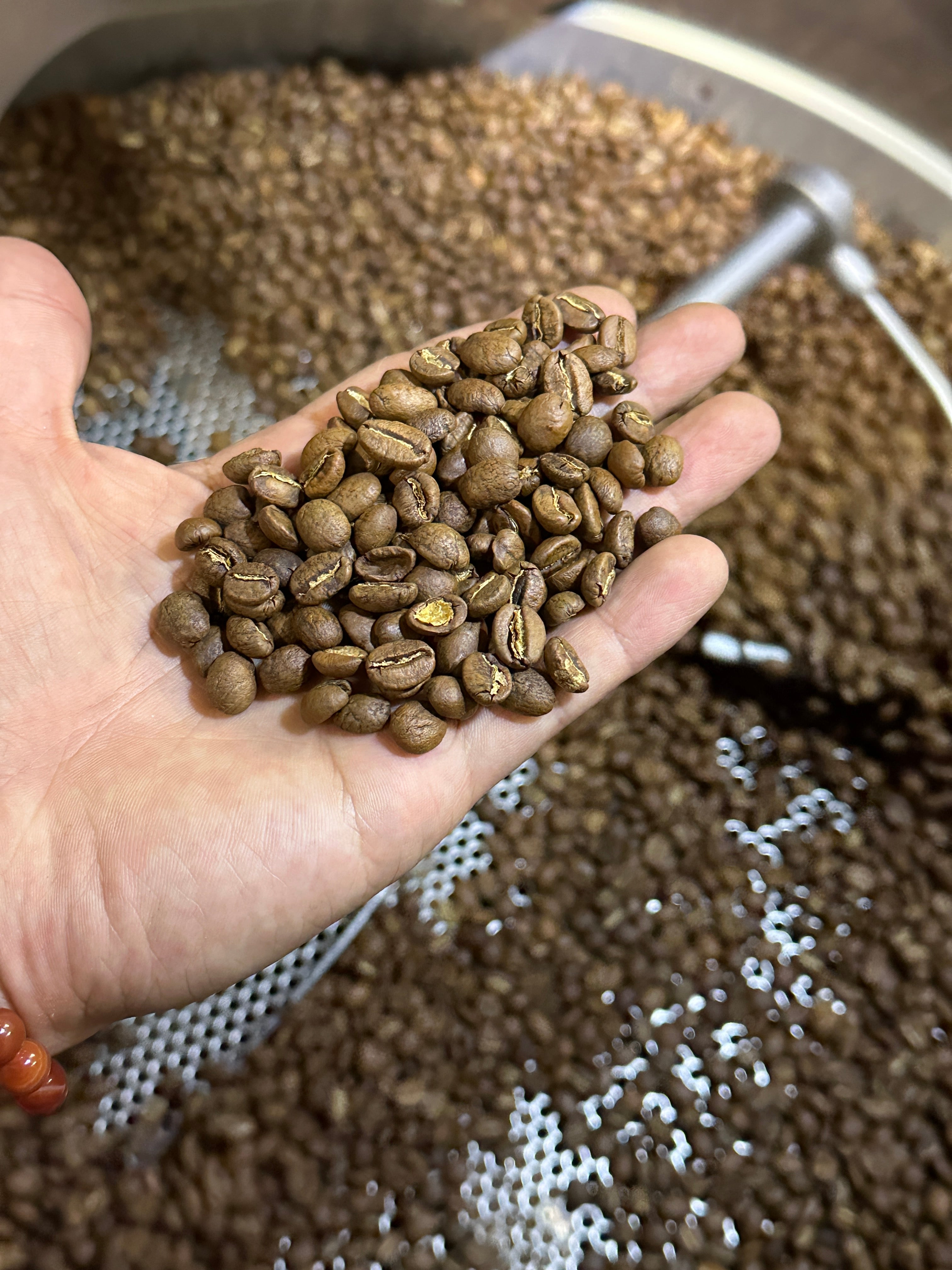 Freshly roasted coffee beans in hand at Pastel Coffee roastery, Perth